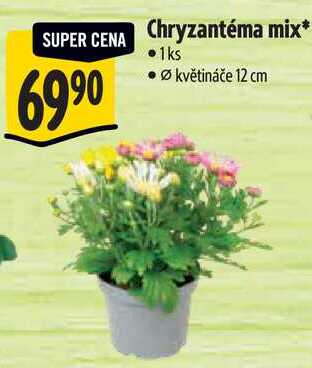 Chryzantéma mix