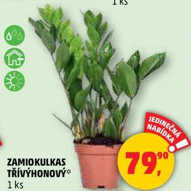 ZAMIOKULKAS TŘÍVÝHONOVÝ, 1 ks 