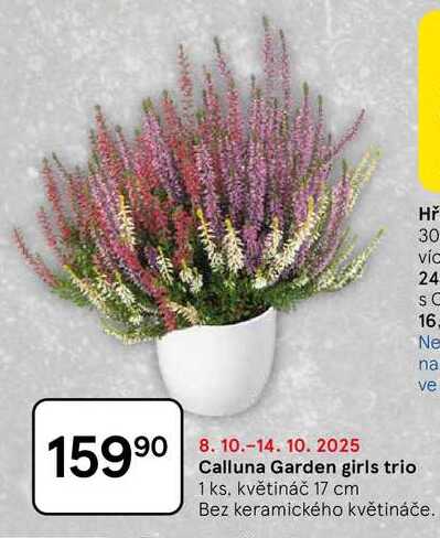 Calluna Garden girls trio, 1 ks. květináč 17 cm, Bez keramického květináče 