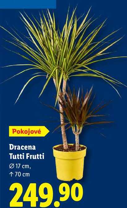 Dracena Tutti Frutti