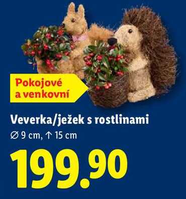 Veverka/ježek s rostlinami 