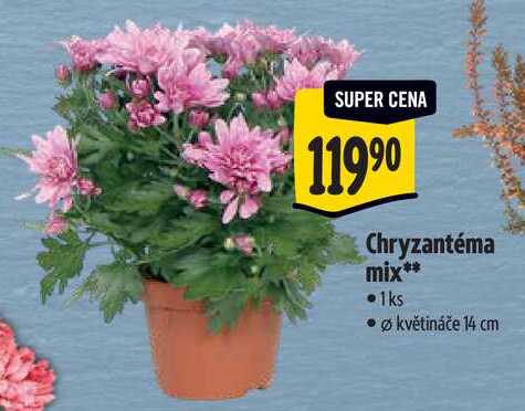 Chryzantéma mix