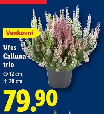 Vřes Calluna trio 