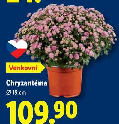 Chryzantéma