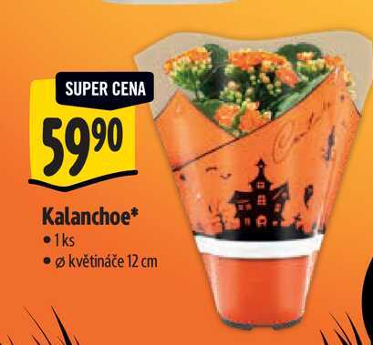   Kalanchoe 1ks, pr. květináče 12 cm 