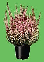 VŘES OBECNÝ „GARDEN GIRLS” (CALLUNA VULGARIS)