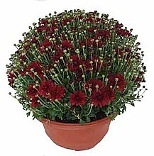 LISTOPADKA ZAHRADNÍ MISKA (CHRYSANTHEMUM MULTIFLORA)