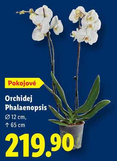 Orchidej Phalaenopsis 