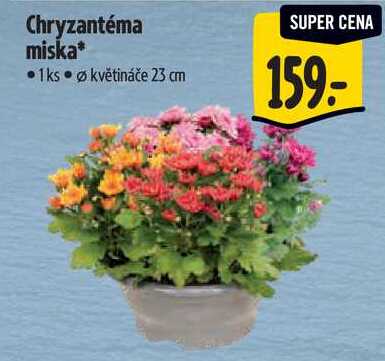 Chryzantéma miska