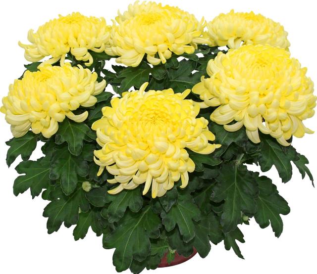 Chryzantéma 19 cm velkokvětá