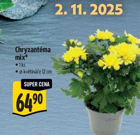 Chryzantéma mix, pr. květináče 12 cm