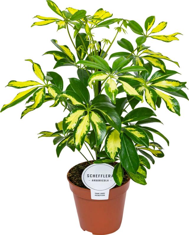 Šeflera Schefflera
