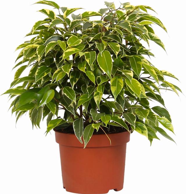 Ficus benjamina Kinky