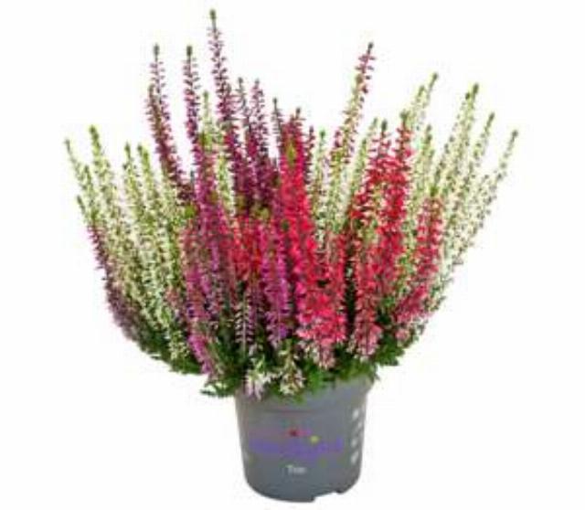 Vřes obecný Starlight Trio Caluna Starlight