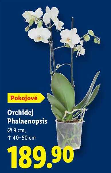 Orchidej Phalaenopsis