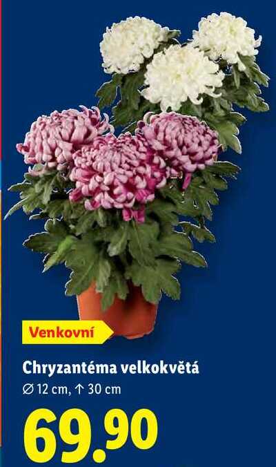 Chryzantéma velkokvětá