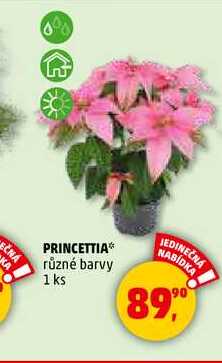 شیاPRINCETTIA, 1 ks