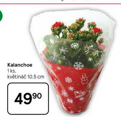 Kalanchoe, 1 ks, květináč 10,5 cm