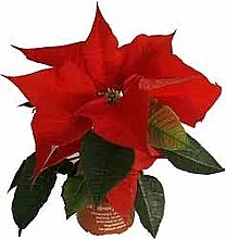 VÁNOČNÍ HVĚZDA (POINSETTIA)