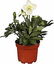 ČEMEŘICE ČERNÁ „CHRISTMAS CAROL” (HELLEBORUS NIGER)