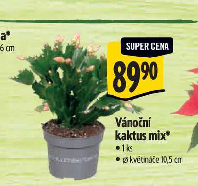   Vánoční kaktus mix, pr. květináče 10,5 cm 