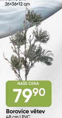 Borovice větev 48 cm PYG 