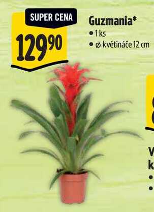 Guzmania