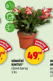 VÁNOČNÍ KAKTUS, 1 ks