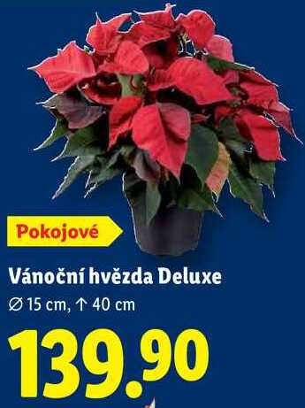 Vánoční hvězda Deluxe 