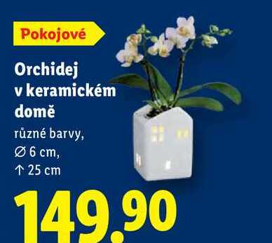 Orchidej v keramickém domě