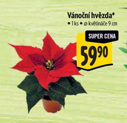 Vánoční hvězda, pr. květináče 9 cm 