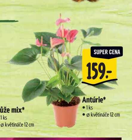  Antúrie, pr. květináče 12 cm 