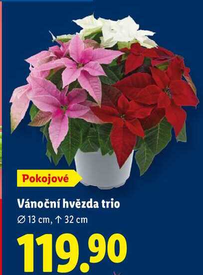 Vánoční hvězda trio