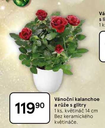 Vánoční kalanchoe a růže s glitry, 1 ks, květináč 14 cm, Bez keramického květináče