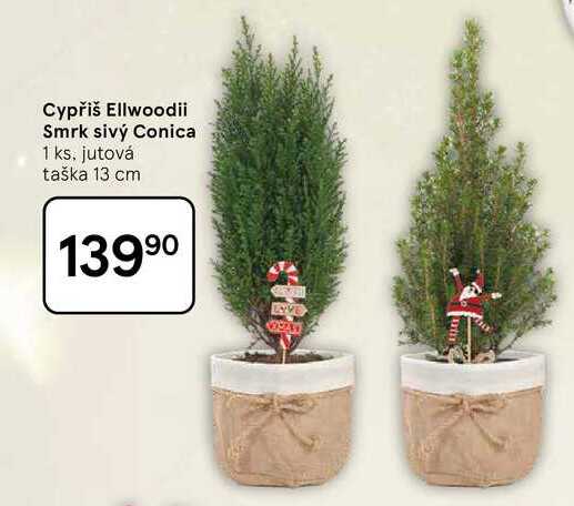 Cypřiš Ellwoodii Smrk sivý Conica, 1 ks, jutová taška 13 cm  