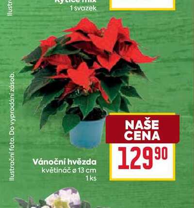 Vánoční hvězda květináč Ø 13 cm 1ks