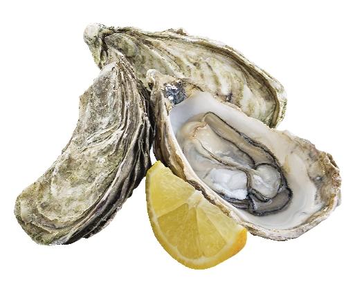 Ústřice Fine de Claire vel. 2, 1 KS