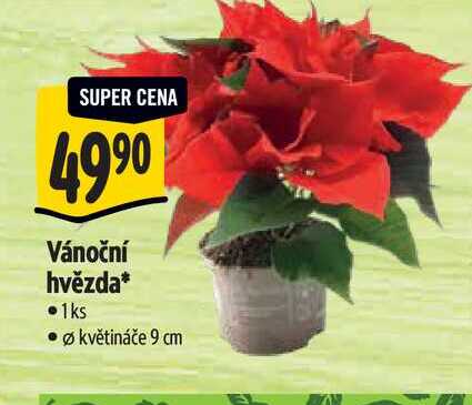 Vánoční hvězda, pr. květináče 9 cm