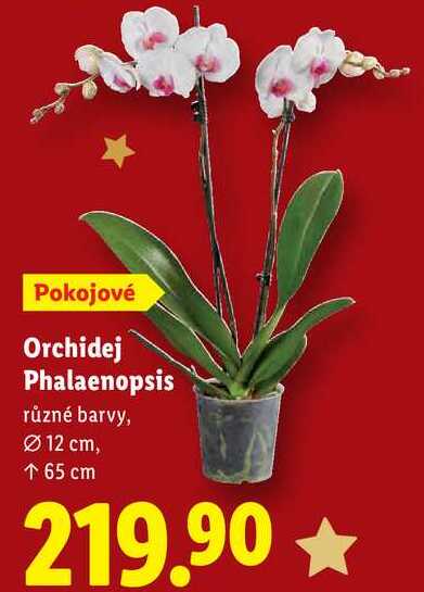 Orchidej Phalaenopsis