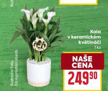 IlusKala v keramickém květináči 1ks 