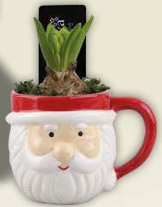 Hyacint ve vánočním keramickém hrnečku nebo domečku