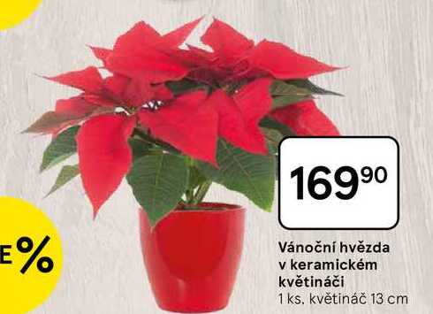 Vánoční hvězda v keramickém květináči, 1 ks. květináč 13 cm 