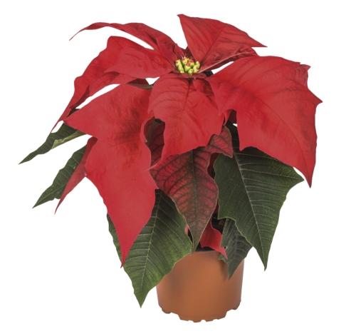 Poinsettia, 1 KS