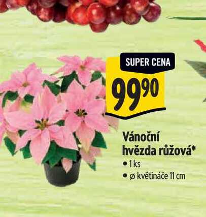  Vánoční hvězda růžová 1ks, pr.květináče 11 cm 