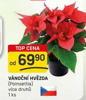 VÁNOČNÍ HVĚZDA (Poinsettia) více druhů 1 ks 