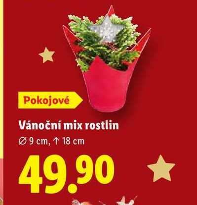 Vánoční mix rostlin