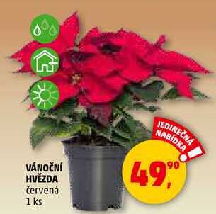 VÁNOČNÍ HVĚZDA, 1 ks