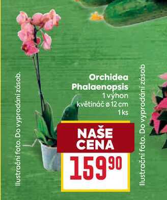 Orchidea Phalaenopsis 1 výhon květináč o 12 cm 