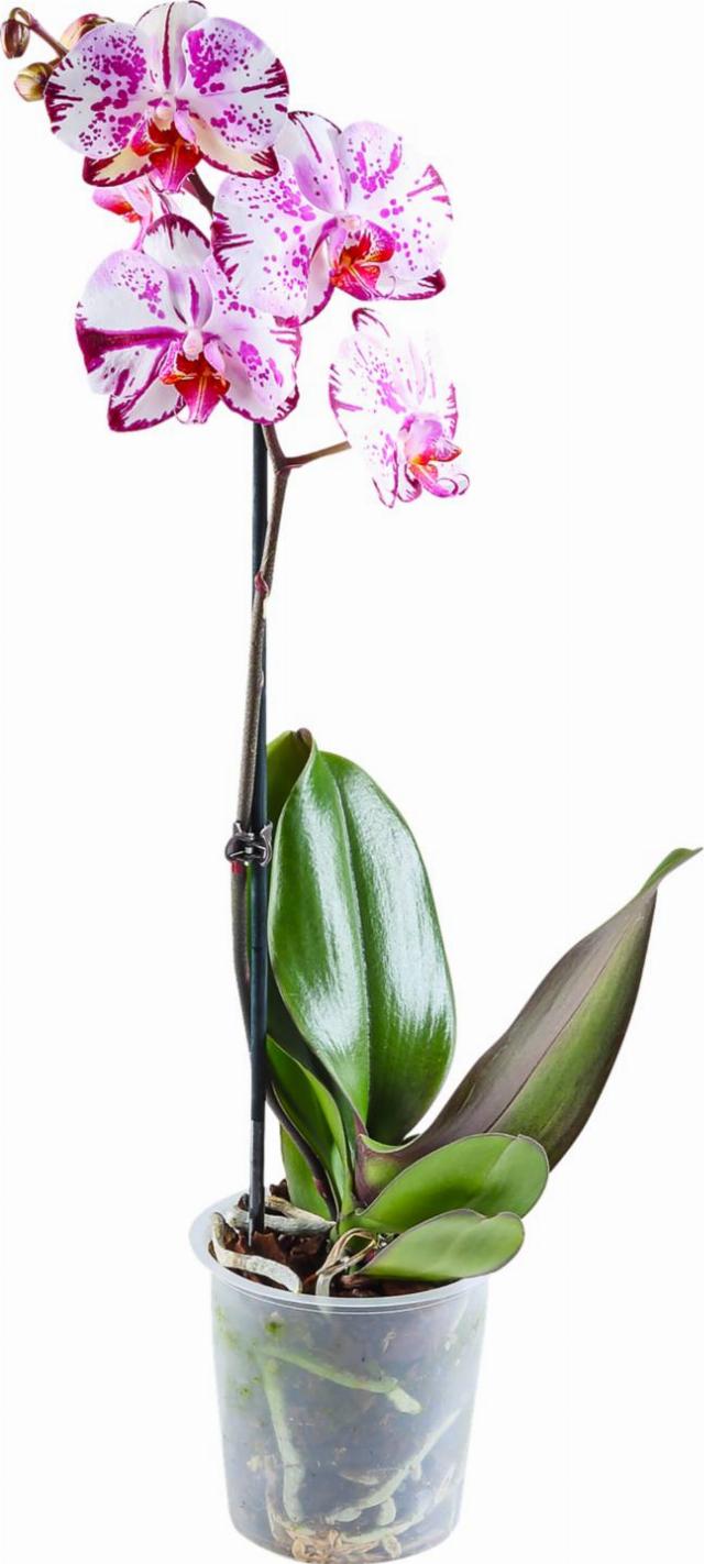 Orchidea Phalaenopsis 1 výhon