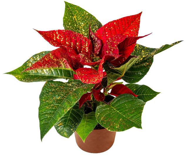 Vánoční hvězda zdobená Euphorbia pulcherima